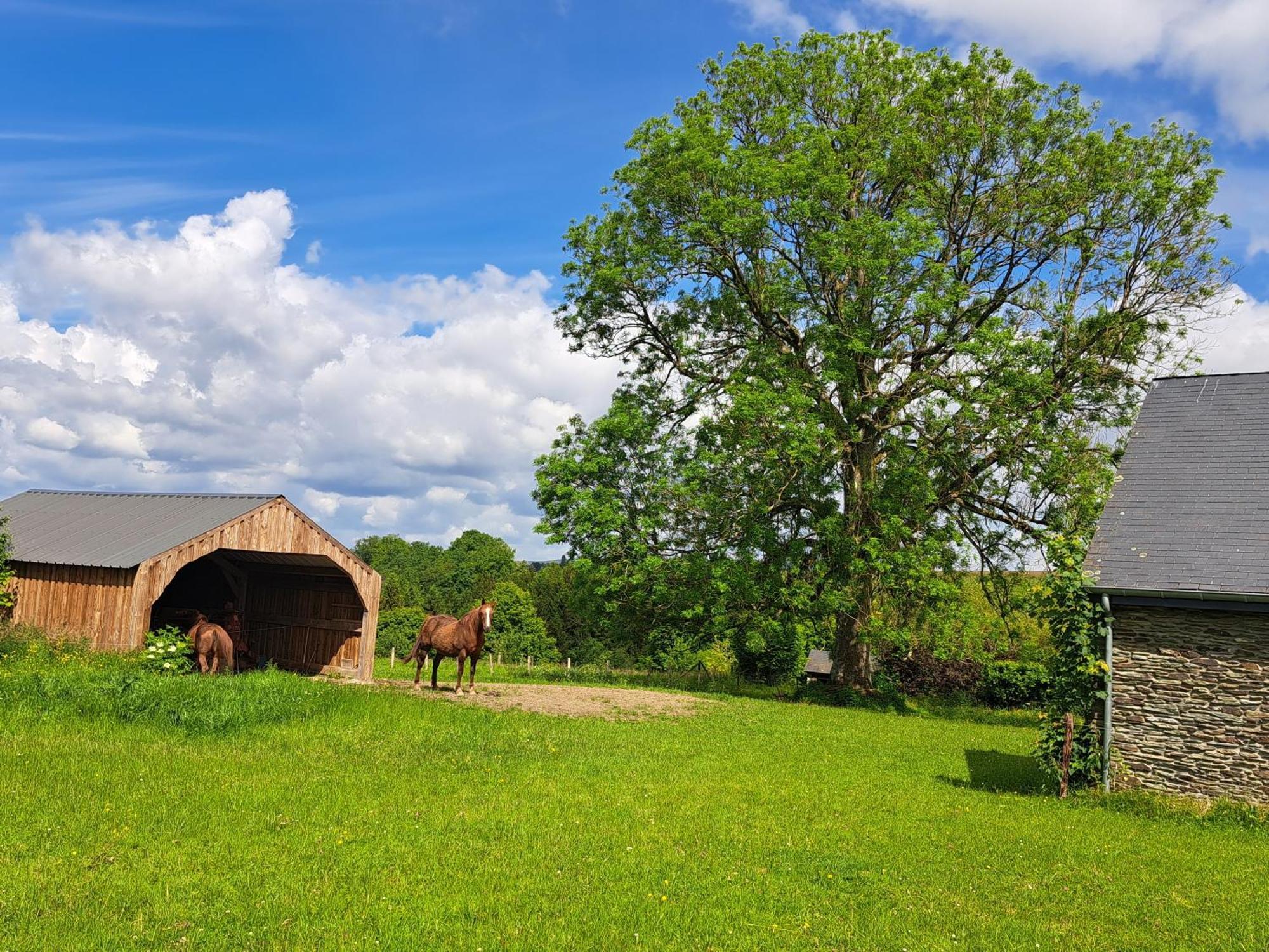 Ferienhaus L'olivier à Filly - Nadrin, Entre Et La Roche-en-ardenne Houffalize